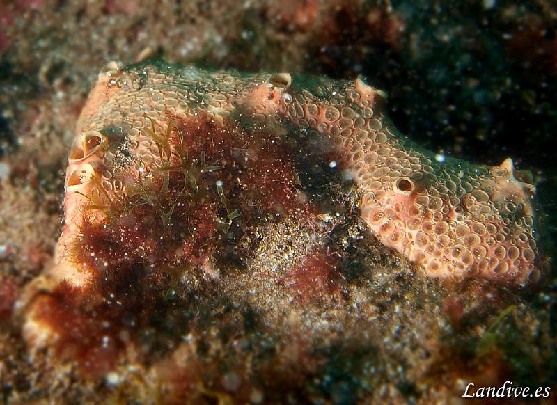 Esponja ( Hemimycale columella ).jpg - OLYMPUS DIGITAL CAMERA